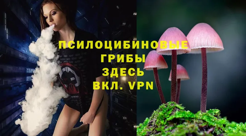 купить  цена  Завитинск  Псилоцибиновые грибы Psilocybine cubensis 